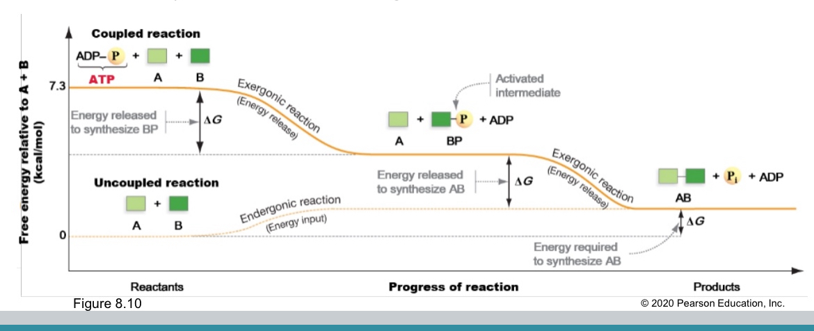 <p>Exergonic or endergonic</p>