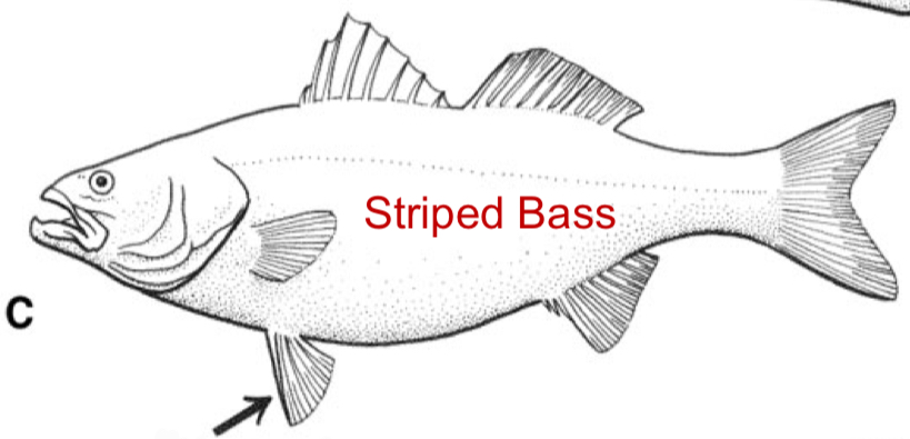 <p>Thoracic; Inserted slightly posterior to or directly under the pectoral fins.</p>