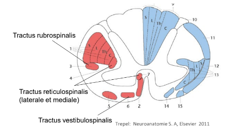 <ul><li><p>tractus reticulospinalis lateralis et medialis</p></li><li><p>tractus vestibulospinalis</p></li><li><p>tractus rubrospinalis</p></li></ul><p></p>