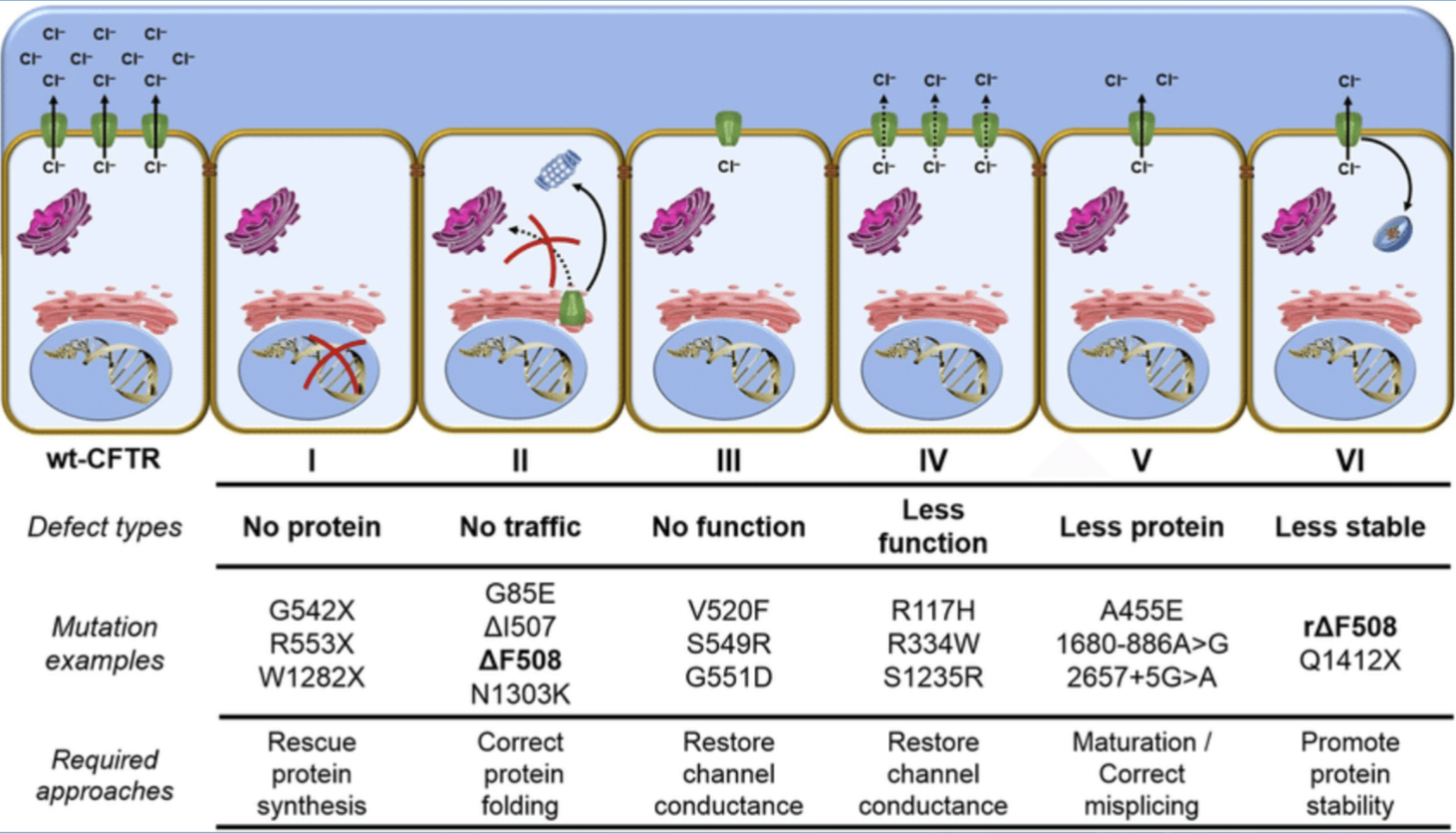 * Class 1 is the most severe form
* F508del is a class 2 mutation
* Class 4-6 usually pancreatic sufficient