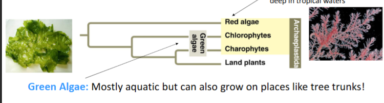 <p>paraphyletic. it includes chlorophytes and charophytes, but NOT land plants which it also shares a common ancestor with. </p>