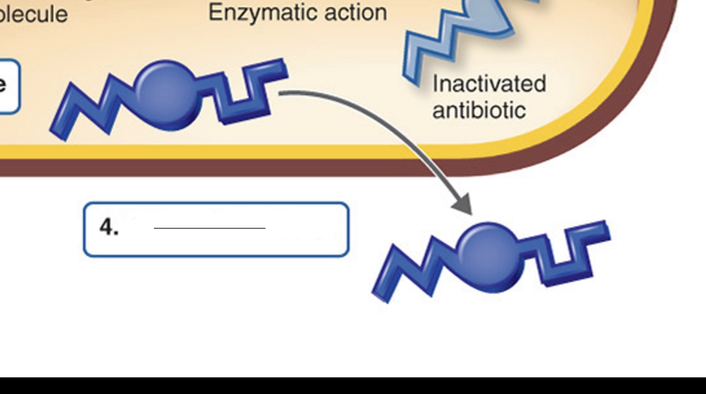 <p>Which mechanism of antibiotic resistance is this?</p>