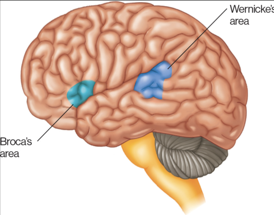 <ul><li><p>TEMPORAL&nbsp;</p><ul><li><p>speech comprehension</p></li></ul></li></ul><p></p>