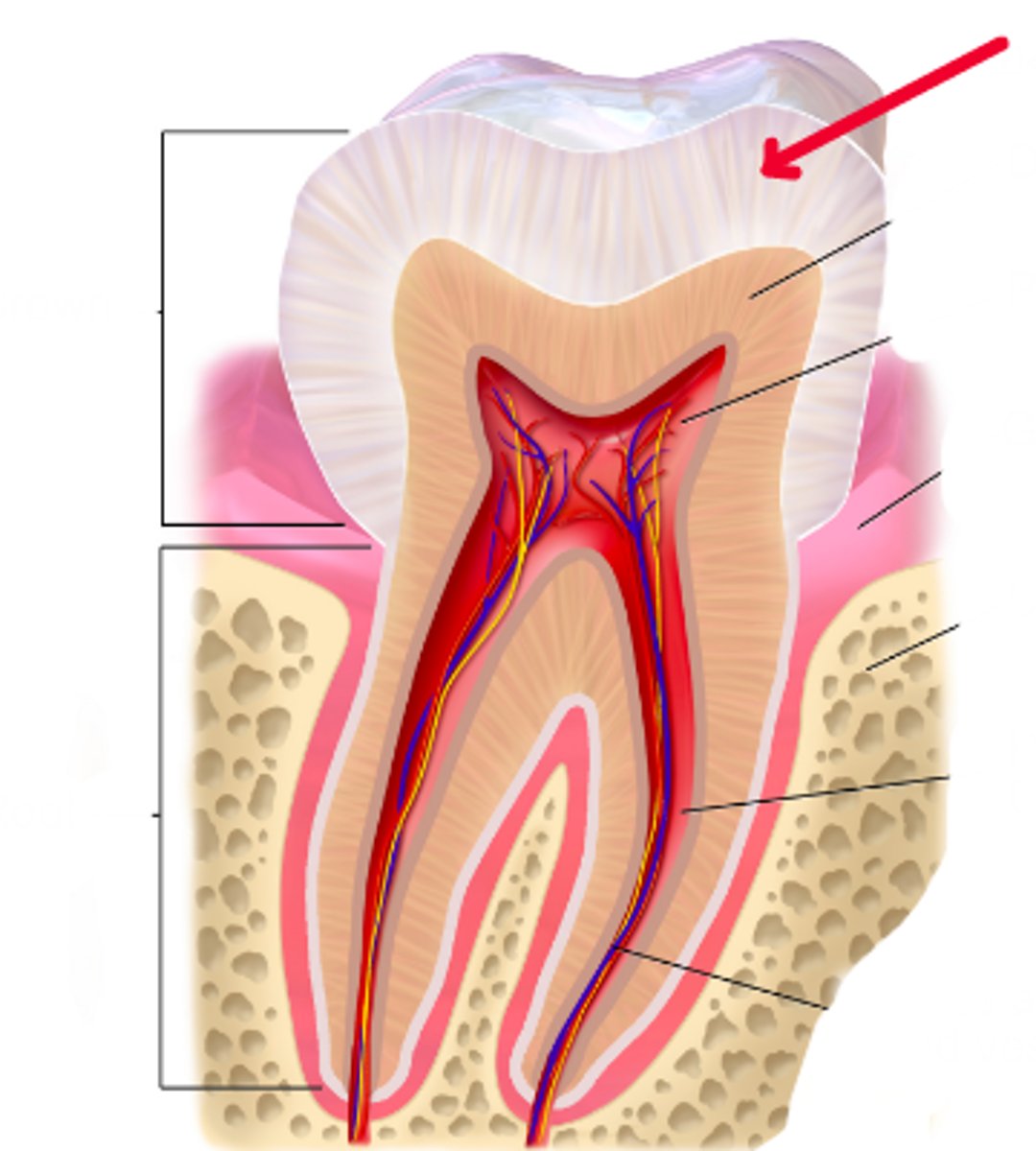 <p>Identify this structure.</p>
