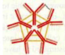 The antibody shown below can help your body "fight" against pathogens in all of the following ways EXCEPT…

\
A. neutralization of toxins 

B. immobilization of bacteria 

C. activation of ADCC 

D. agglutination of viruses 

E. interfering with bacterial adhesion to surfaces 