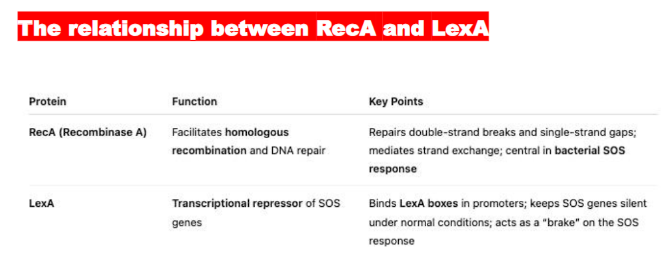 <p>what is the difference and similarity between RecX and LecA?</p>