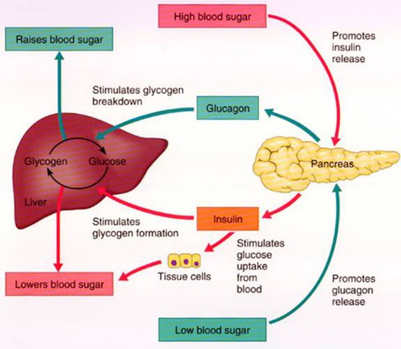 <p>Regulates blood glucose levels (raises blood glucose), secreted when blood glucose levels are low, and allows glycogen to be broken down into glucose, TT is liver and fat cells</p>