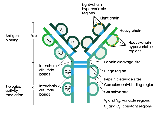 neutralization of soluble particle/pathogen, opsonization, complement activation
