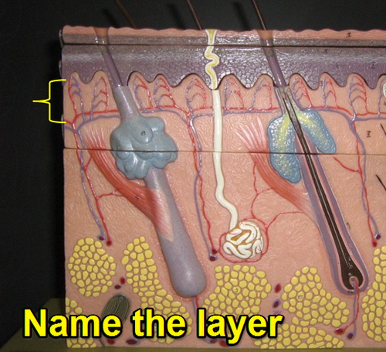 <p>outer layer of the dermis, directly beneath the epidermis; made of loose connective tissue</p>