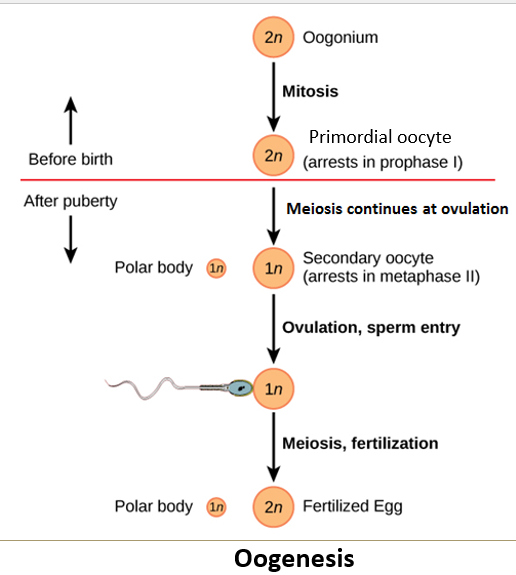 <ul><li><p class="">Before ovulation, the oocyte completes <strong>meiosis I</strong>, producing a <strong>haploid nucleus</strong> and a <strong>polar body</strong> through unequal cytoplasmic division.</p></li><li><p class="">After meiosis I, the oocyte becomes <strong>arrested in metaphase II</strong>, where it remains until fertilization.</p></li><li><p class="">The oocyte only <strong>completes meiosis II</strong> if fertilization occurs.</p></li></ul><p></p>