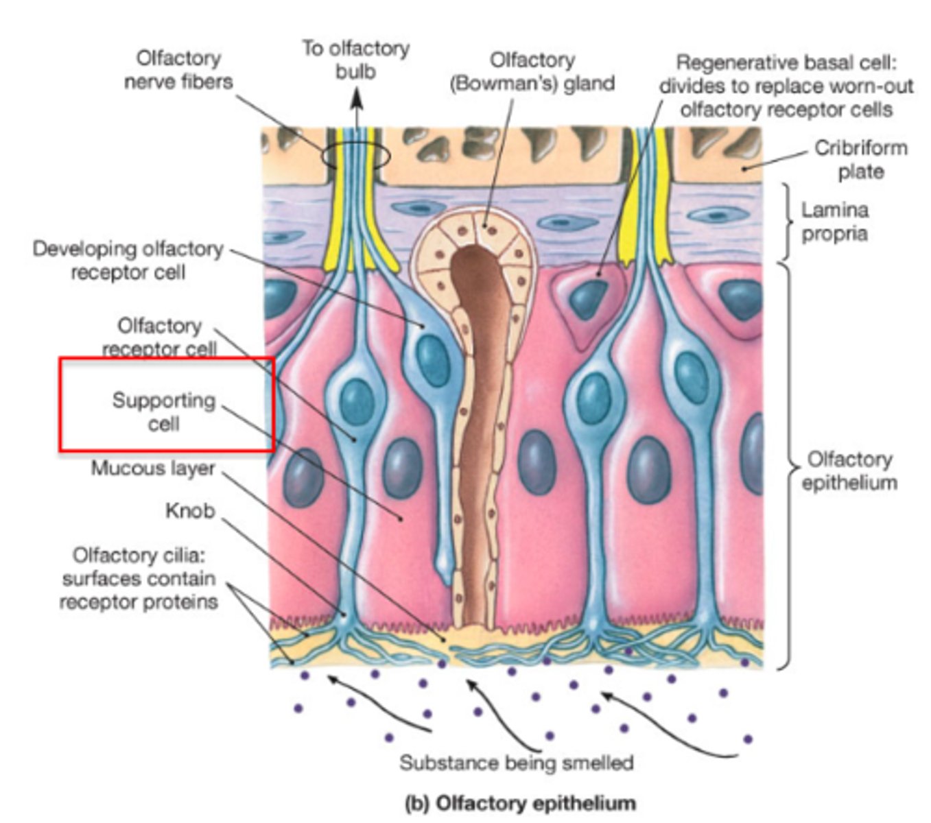 <p>protect olfactory neurons</p>