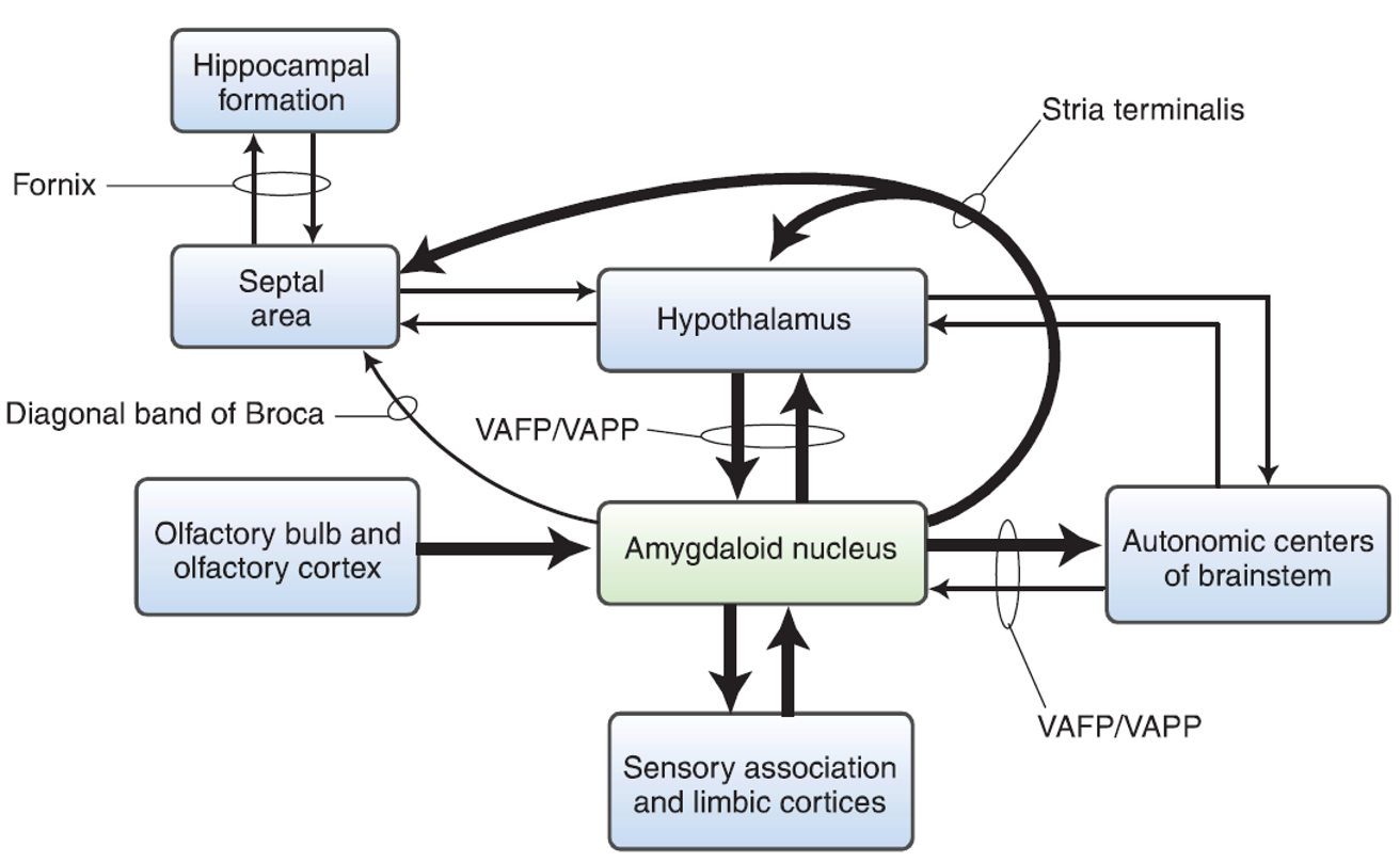 <p>Amygdaloid nucleus receives input from 3 major sources:</p><ul><li><p>olfactory system</p></li><li><p>sensory association and limbic cortices</p></li><li><p>hypothalamus</p></li></ul><p>Major outputs via 2 channels:</p><ul><li><p>Stria terminalis (projects to hypothalamus and septal area)</p></li><li><p>Ventral amygdalofugal pathway (projects to hypothalamus, brainstem and spinal cord)</p></li></ul><p></p>