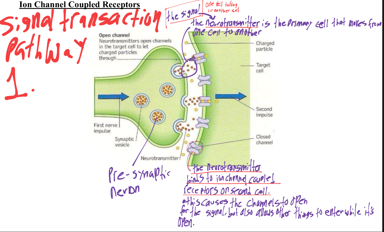 <p>the calcium channels open letting in calcium, triggering the vesicles in the pre- synaptic cell to travel to the membrane, releasing the neurotransmitter, into the synaptic cleft (space between the cells) and the neurotransmitter goes to the ion channel coupled receptors on post-synaptic cell. </p><ul><li><p>but while channels are open, other things can flow into the cell too</p></li></ul><p></p>