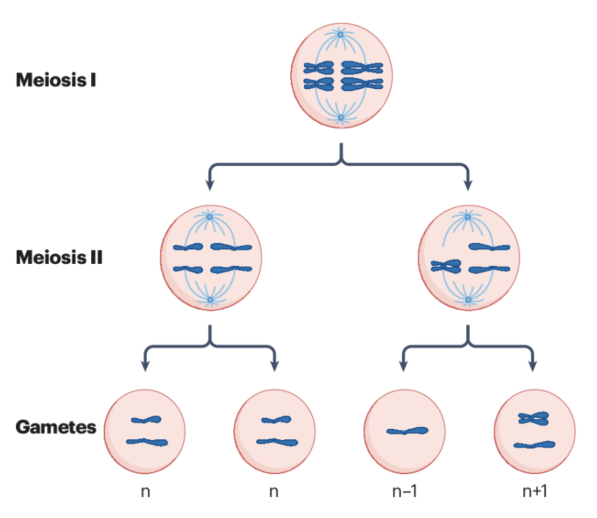 <p>n, n, n-1, n+1 (lack of separation of sister chromatids)</p>