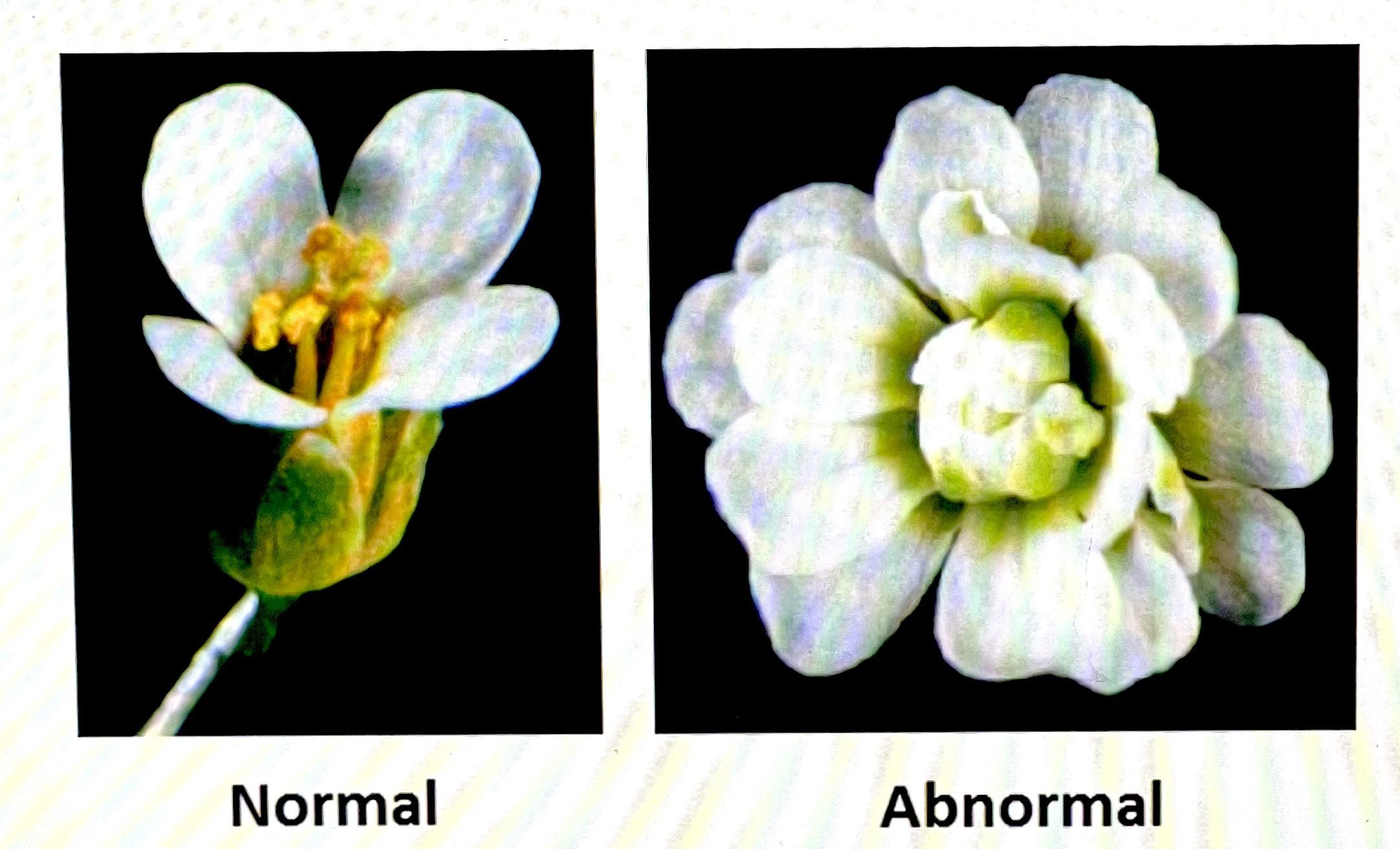 Shown below are pictures of Arabidopsis spp. which typically has four flowers as in the picture on the left. the picture on the right represents a flower from an organism where a change occurred in the nucleotide sequence of the sex cells of its parents. This example represents the mechanism of evolution called:
