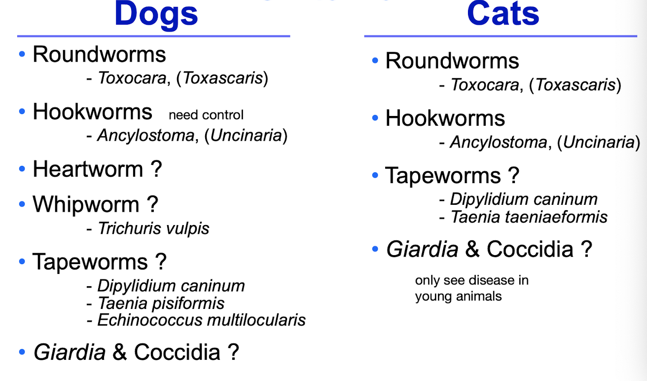 <p><strong>Dogs:</strong> roundworms, hookworms, heartworm (?), whipworm, tapeworms, Giardia, coccidia.<br></p><p><strong>Cats:</strong> roundworms, hookworms, tapeworms, Giardia, coccidia.<br>Species include <strong>Toxocara</strong>, <strong>Ancylostoma</strong>, <strong>Dipylidium</strong>, <strong>Taenia</strong>, and <strong>Echinococcus</strong> (dogs)</p>