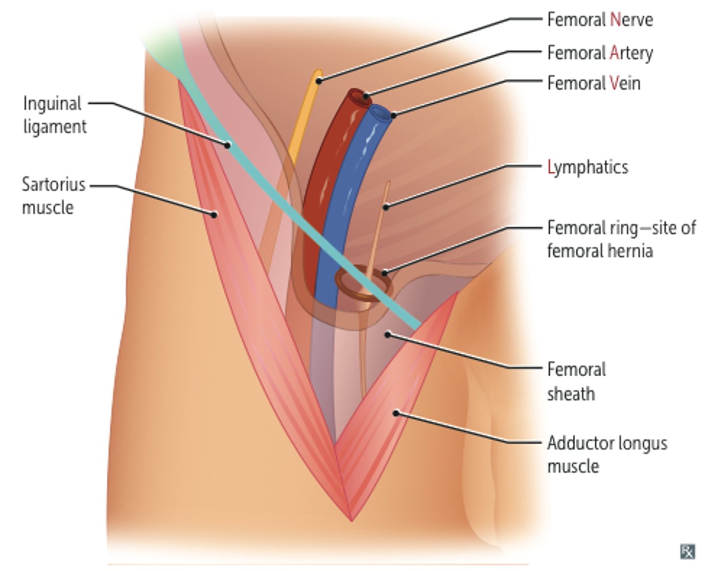 <p>-superior: inguinal ligament</p><p>-medial: lateral border of adductor longus</p><p>-lateral: medial border of sartorius</p><p>-floor: iliopsoas</p><p>-roof: fascia latae, subcutaneous tissue and skin</p>