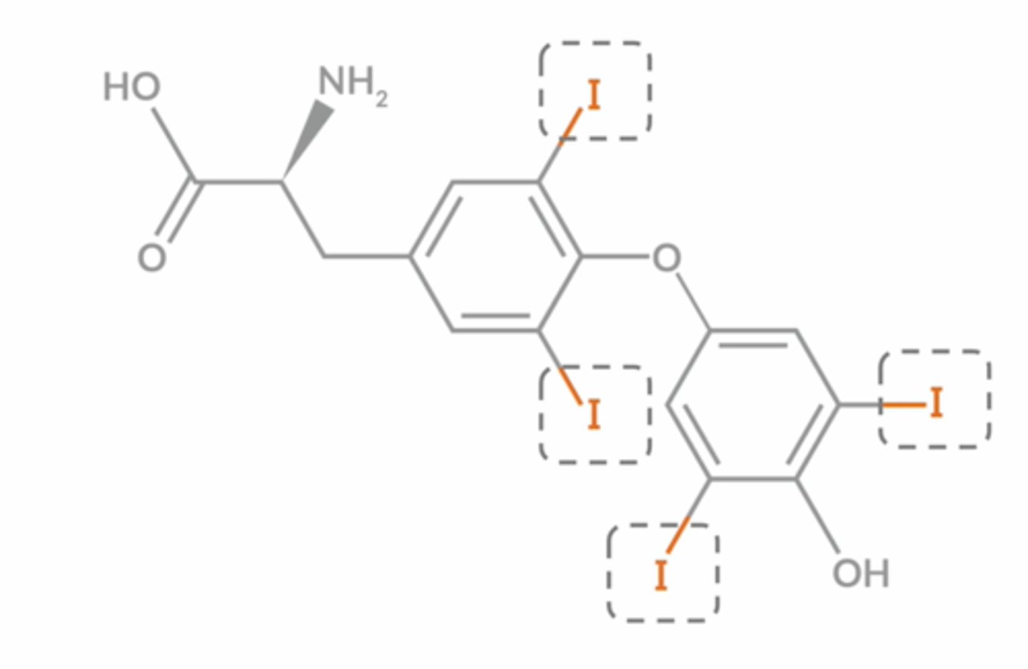 <p>Levothyroxine</p><p>Amiodarone</p><p>contains and "i" in the structure</p>