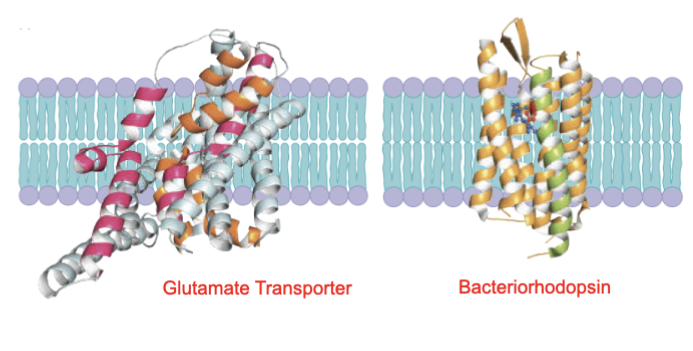 <p>Not all the embedded segments of membrane proteins are transmembrane and oriented perpendicular to the membrane plane. The glutamate transporter homolog has 'Reentrant' helices and interrupted helices</p>
