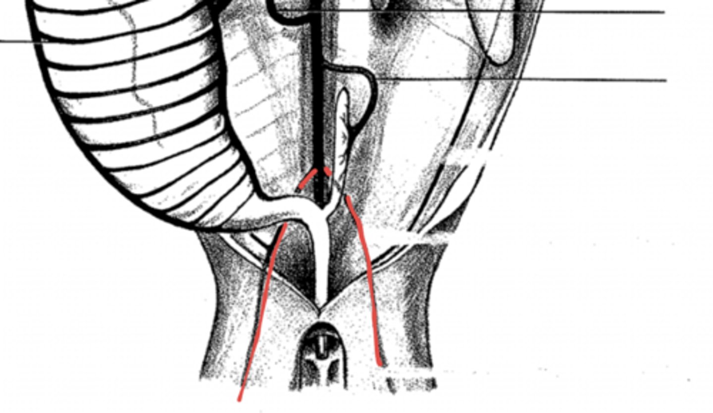 <p>where does the iliac artery get its blood supply fro?</p>