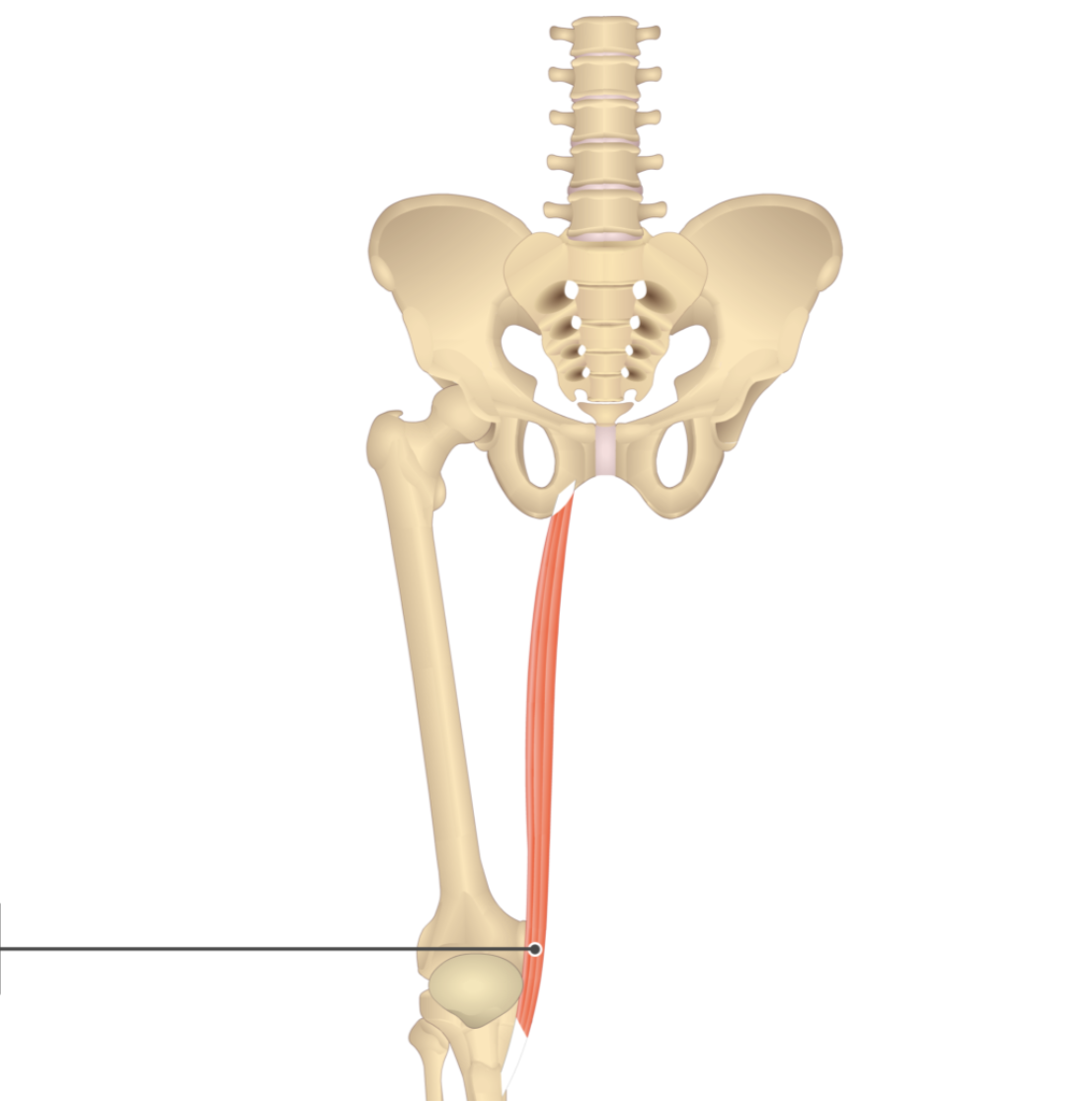 <p></p><p>origin: inferior ramus of pubis</p><p>insertion: medial condyle of tibia</p>