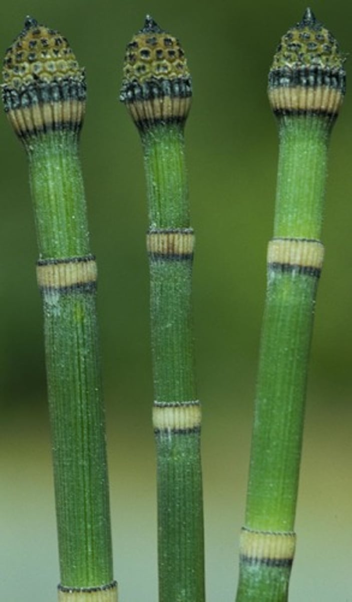 <p>have elaters that will wrap around spore when moist and when dry out, it will shoot out and elaters will shoot out spores</p>