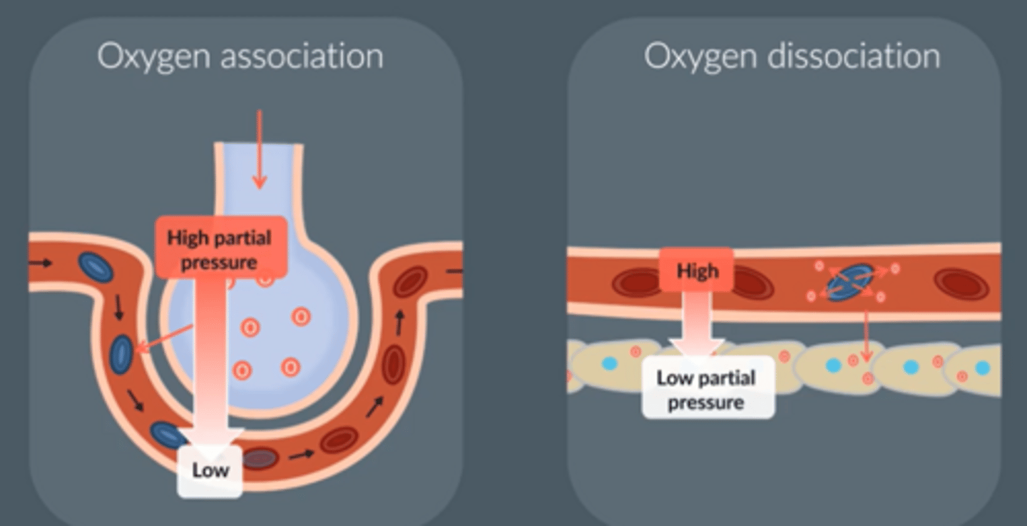 <p>- There is a high pressure of oxygen in the lungs, and a low pressure of oxygen in the blood</p><p>- Oxygen moves from an area of high to low pressure, down pressure gradient</p><p>- Blood reaches tissue cells carrying out aerobic resp which has a low pressure of oxygen</p><p>- So oxygen dissociates from Hb, moves down the pressure gradient, to tissue cells</p>