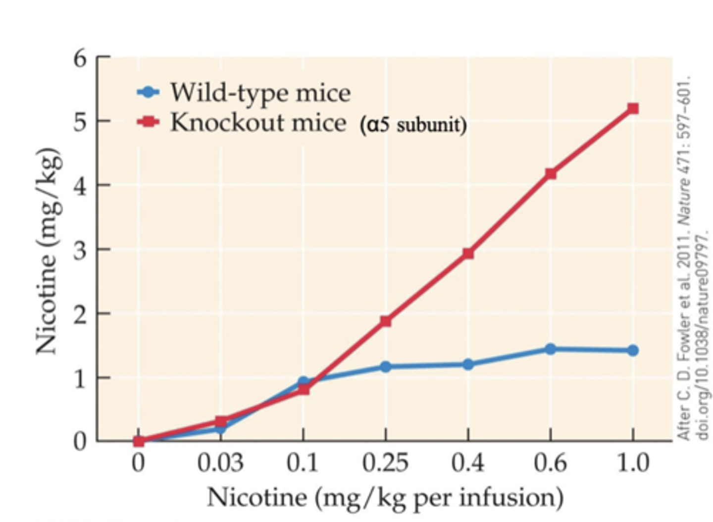 <p>- mediated by α5-nAChR subunit</p><p>- α5-nAChRs are highly expressed in the interpeduncular nucleus, where they are activated by cholinergic input from the medial habenula</p><p>- KO mice administer successively greater amounts of nicotine as the dose per infusion increases</p><p>- WT mice plateau at a relatively low level of intake because of the aversive effects of nicotine at higher doses</p>