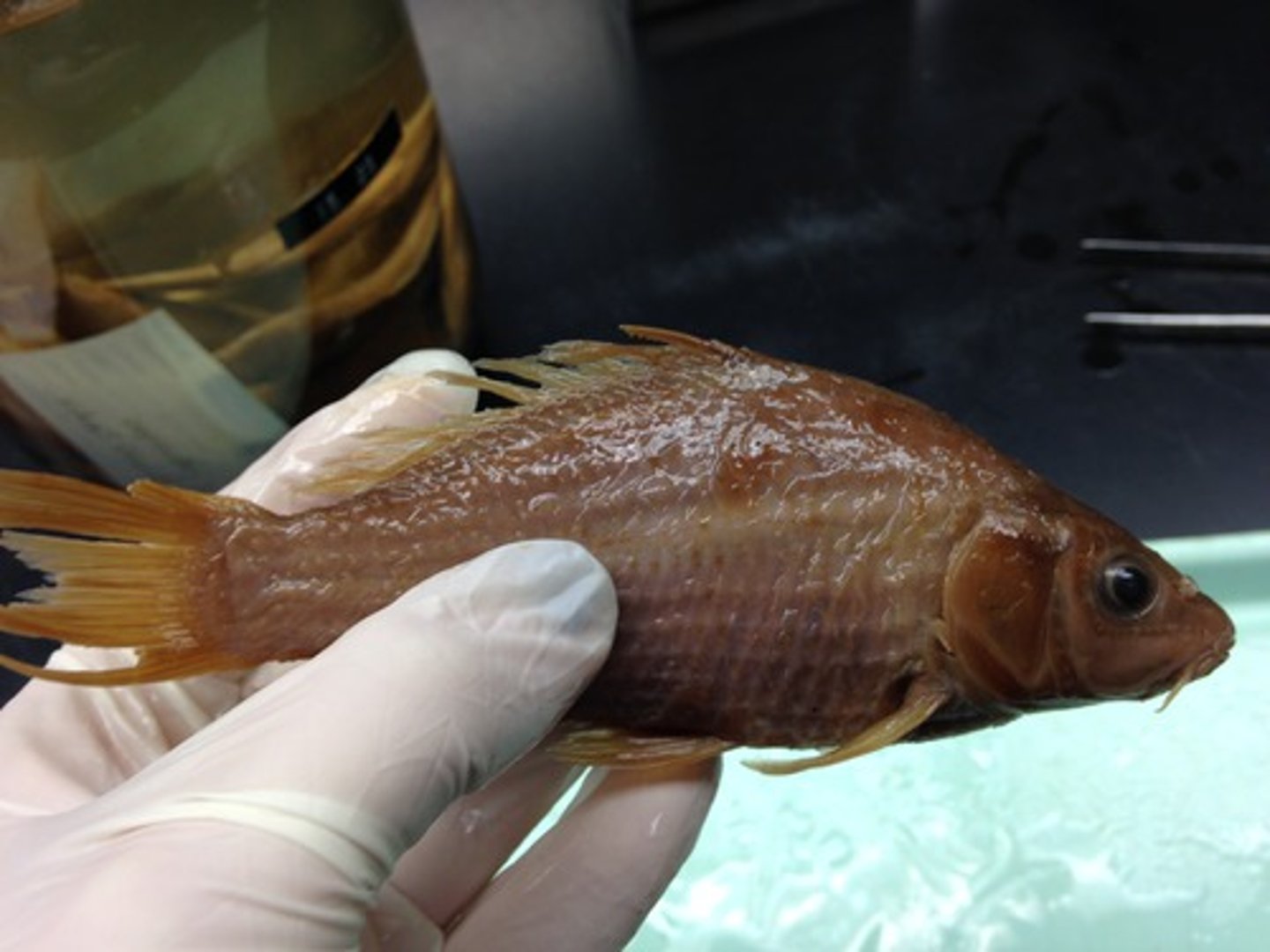 <p>common carp</p><p>-2 small barbels on mouth</p><p>-lakes and rivers</p>