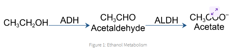 <ol start="2"><li><p>aldehyde dehydrogenase ALDH</p></li></ol><p></p>