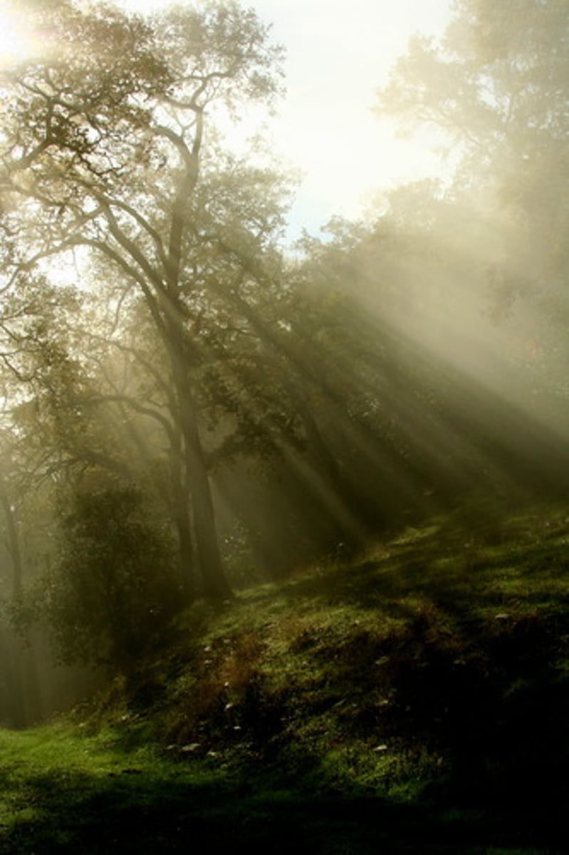 <p>james maxwell proposed the classical theory of light</p><p>- ligt exists as an EM wave (made of electric and magentci feilds) and has elec and magentic properties</p><p>- so light is a continuous wave of energy (no gaps breaks, just directly from the source)</p>
