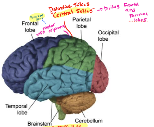 <p>Precentral gyrus (just anterior to the central sulcus in the frontal lobe).</p>