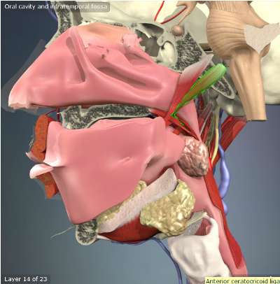 <p>Origin: Temporal Bone; Eustachian Tube</p><p>Insertion: Palatine Aponeurosis </p><p>Action: Elevates Soft Palate </p>
