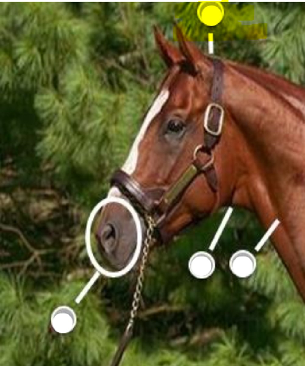 <p>What is body part is indicated on the image</p>