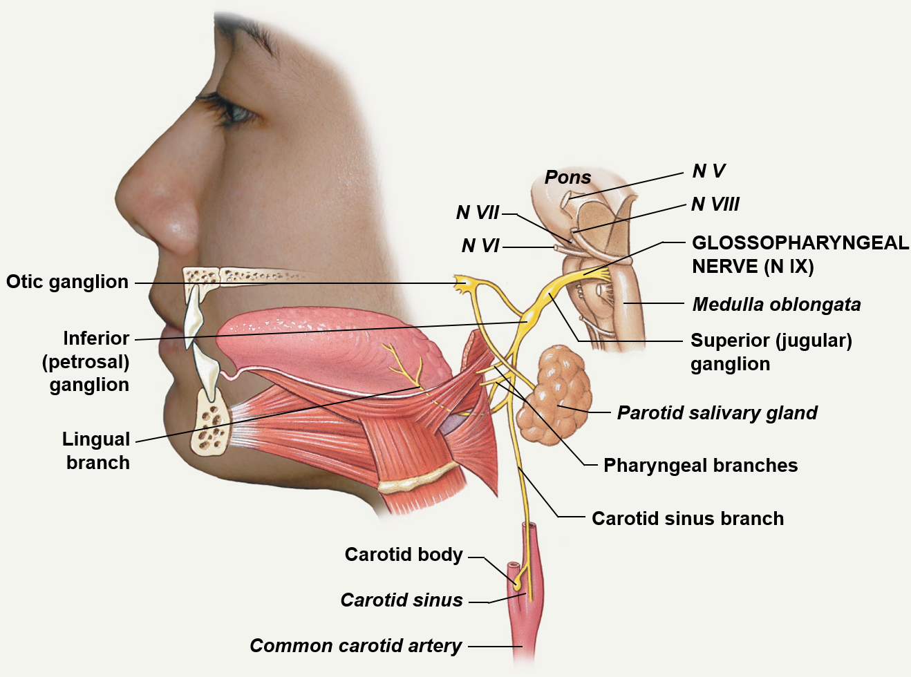 <p>Mixed nerve that involves the head and neck; travels through the jugular foramen</p><p>This nerve sends sensory information back to the brain, including information concerning taste from the posterior 1/3 of the tongue (lingual branch), information from the pharynx and palate, and information about blood pressure from the carotid arteries</p><p>Motor (somatic) information travels via pharyngeal branches to control muscles associated with the pharynx</p><p>Motor (visceral) information travels towards the parotid gland in order to stimulate salivation</p>