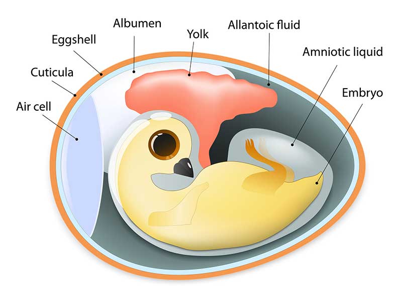 <p>albumen</p>