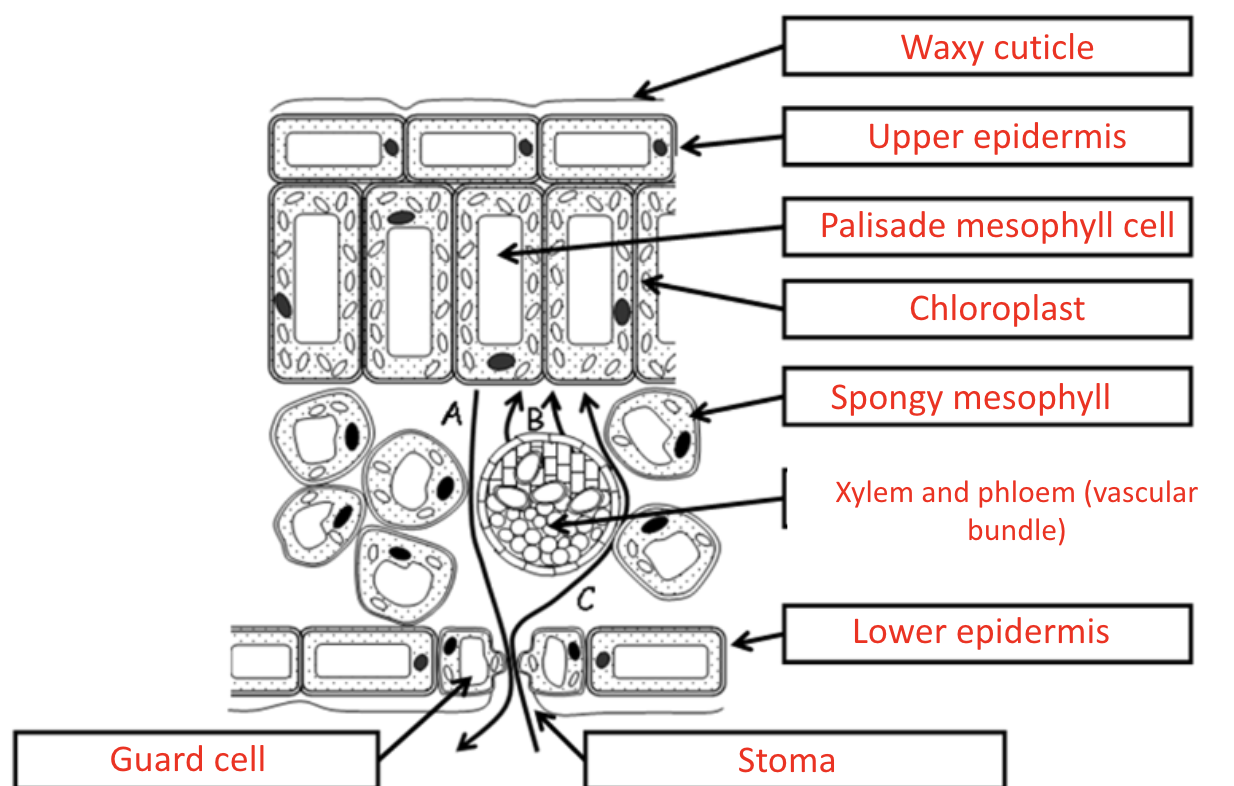 knowt flashcard image