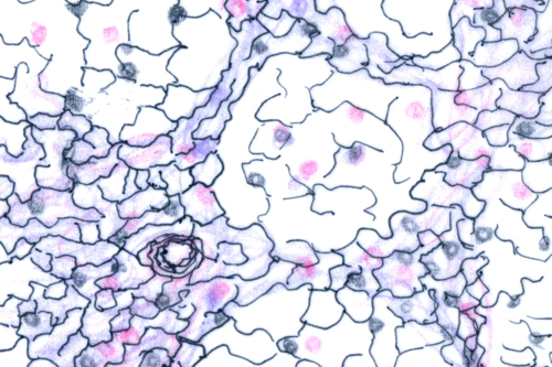 <p>highly branched then collagenous fibers; from supportive networks for organs such as the spleen</p>