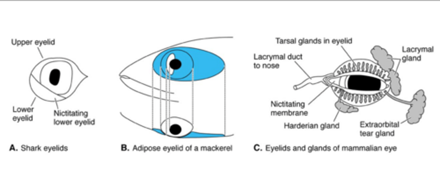 <p>It consists of the pinna, external auditory canal, and tympanic membrane.</p>