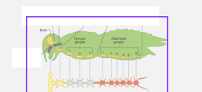 <p>Ventral nerve cord is<strong> metamuristic</strong>&nbsp;and ganglia are associated with<strong> body segments</strong></p>