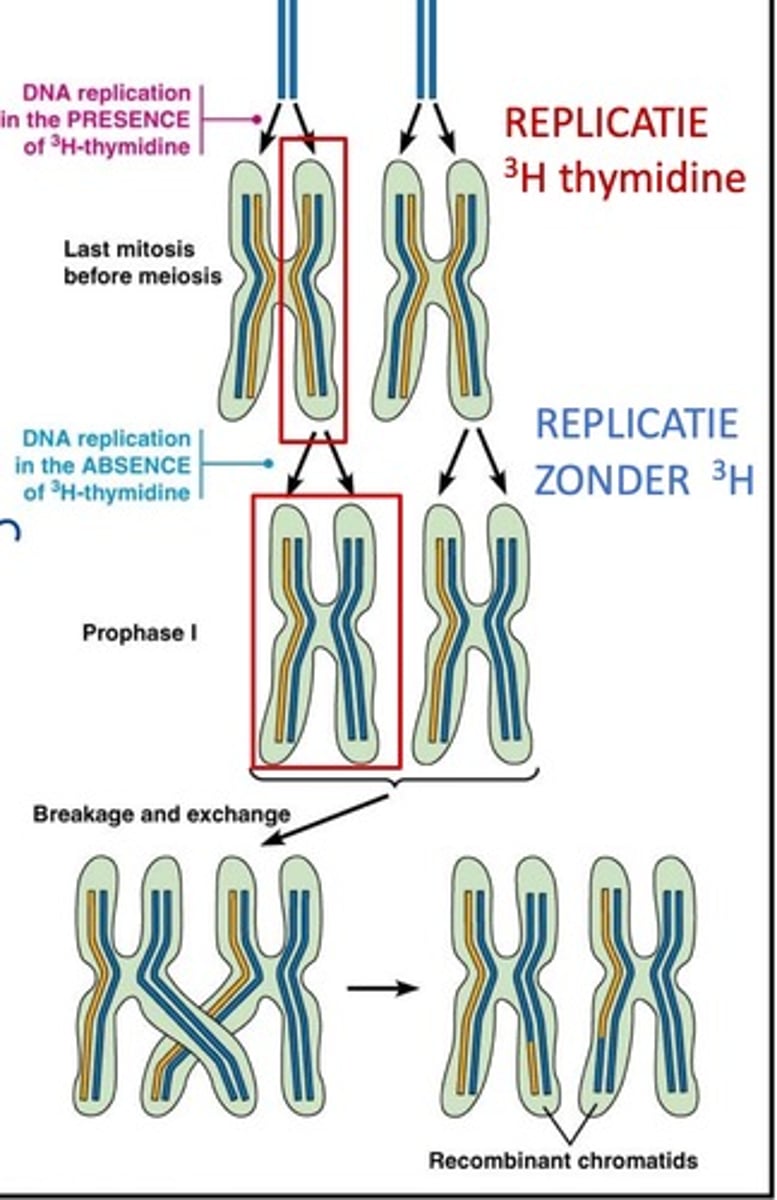 <p>- we laten een cel door mitose gaan maar met 3H-Thymidine toegevoegd in de S-fase voor de laatste mitose vooraleer meiose start= de 2 nieuwe zusterchromatiden zijn radioactief gemerkt (1 DNA streng is gemerkt)</p><p>- nog is mitose maar de S-fase zonder 3H-Thymidine: 1 nieuw chromatide gemerkt, ander niet</p><p>• Meiose: meerdere chromatiden worden radioactief</p><p>-> HR heeft plaatsgevonden</p>
