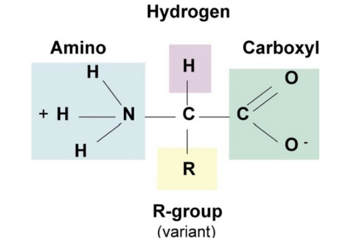 <ul><li><p>amino group</p></li><li><p>carboxyl group</p></li><li><p>hydrogen</p></li><li><p>R group</p></li><li><p>central carbon</p></li></ul><p></p>