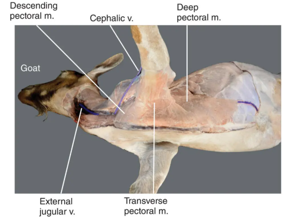 <p>Outline the superficial pectoral muscle (descending and transverse parts); origin, insertion, action, intrinsic/extrinsic and any additional notes</p>