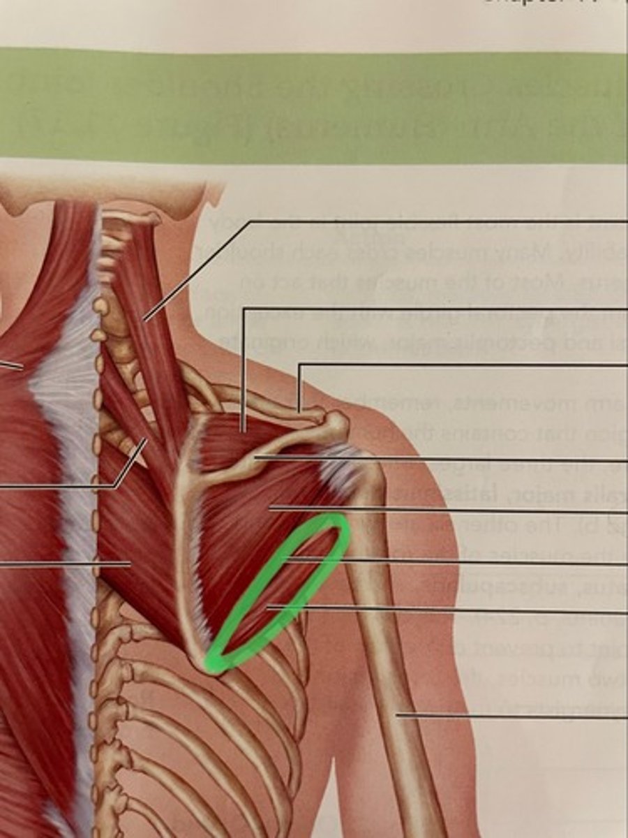 <p>O: scapula</p><p>I: lesser tubercle of humerus</p><p>A: extend shoulder; adduct shoulder</p>