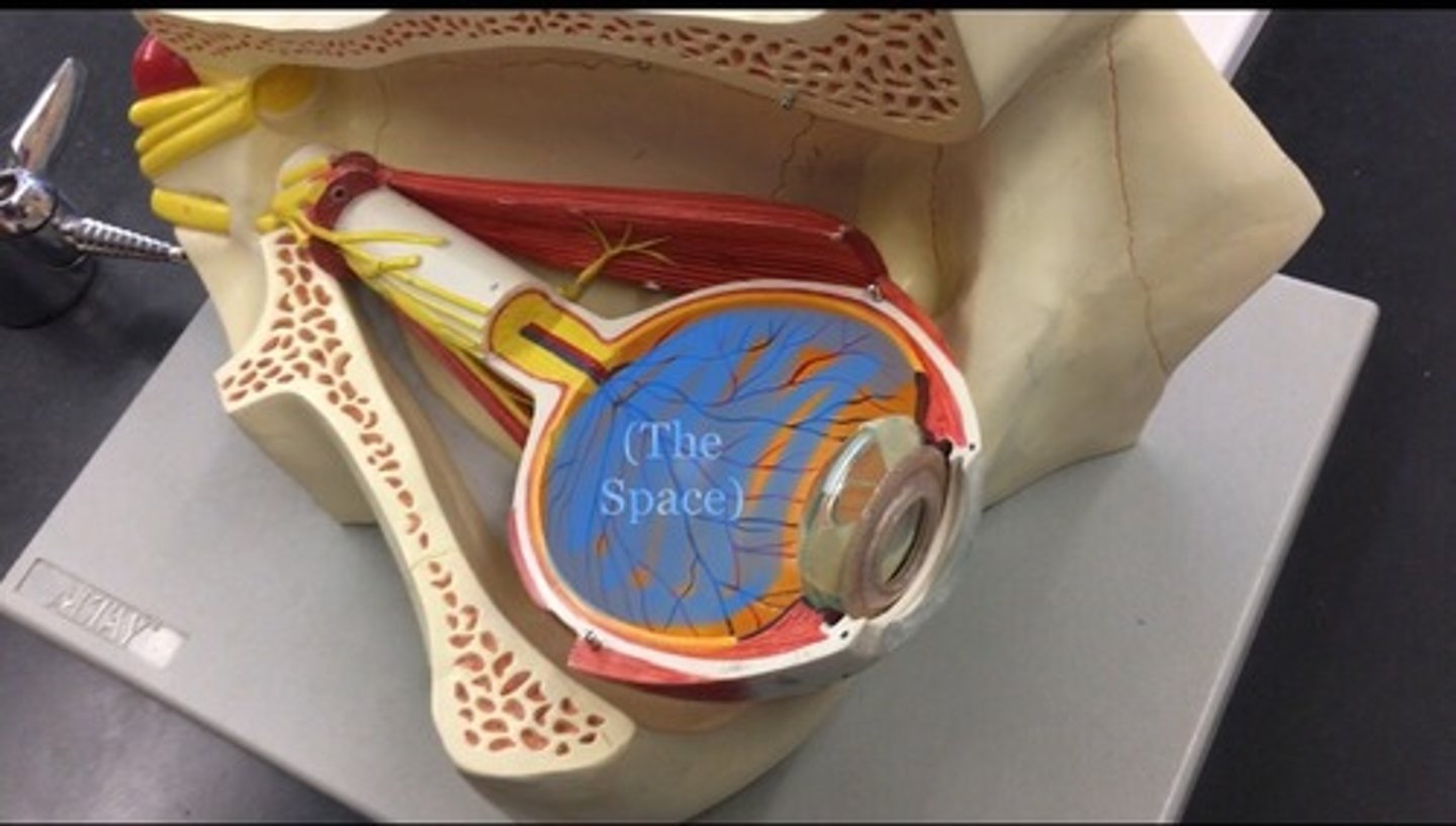 <p>largest of the three chambers and is located behind the lens and in front of the optic nerve. The actually space between the lens and the retina.</p>