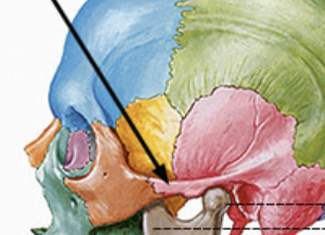 <p>What part of the bone is pointed at?</p>