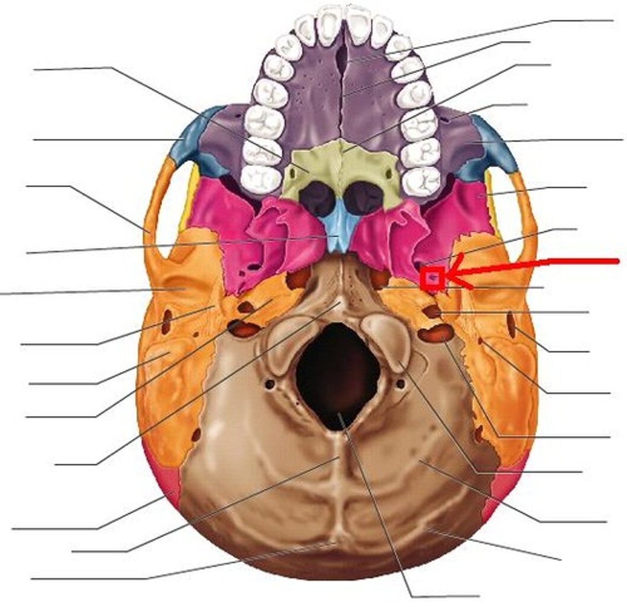 <p>(red circle); inferior to foramen rotundum; lateral to foramen ovale</p>