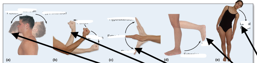 <p>Decreases angle between joints</p>