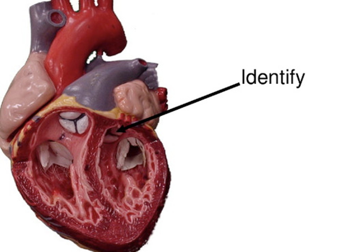 <p>Valve between the left ventricle and aorta, prevents backflow.</p>