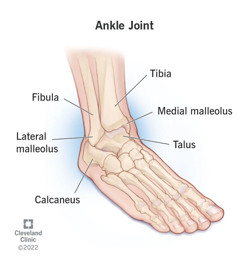 <p>The bony prominence on the outside of the ankle</p>